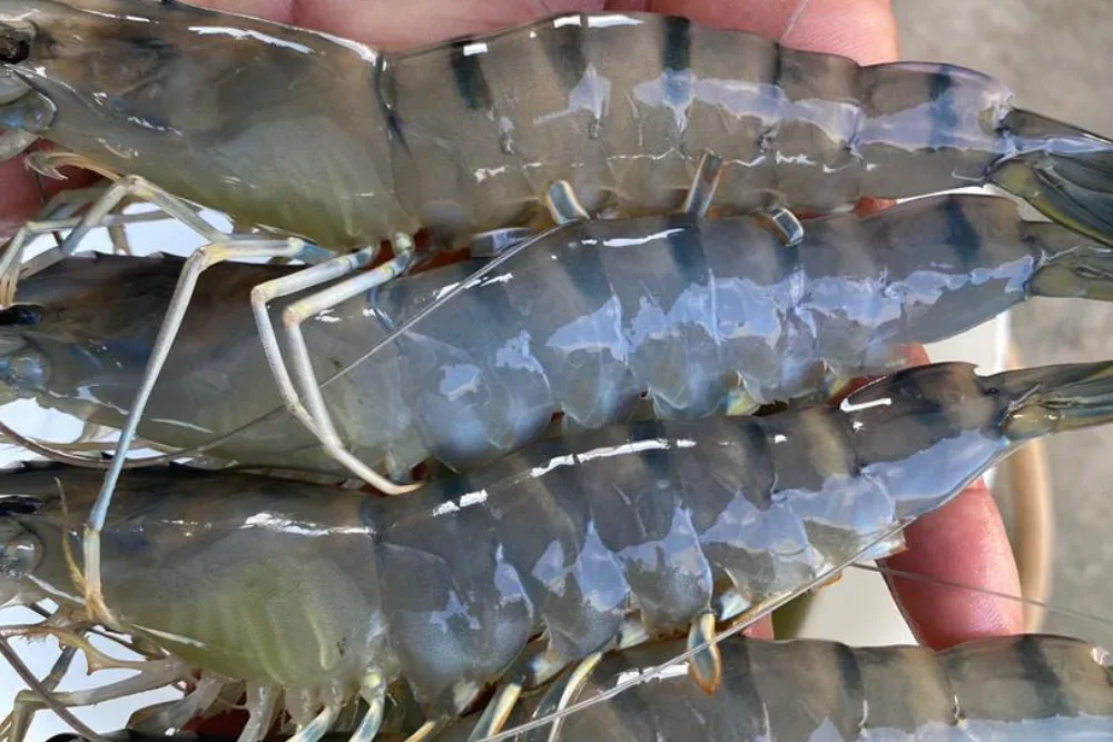 Udang harimau besar baru dituai di kolam Udang2u, Rompin