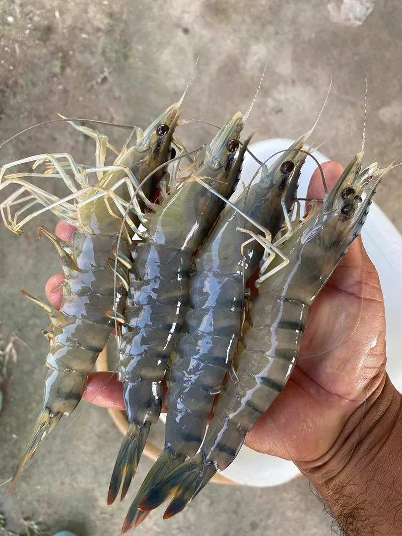 Udang harimau segar dari Kolam Udang Rompin, Pahang
