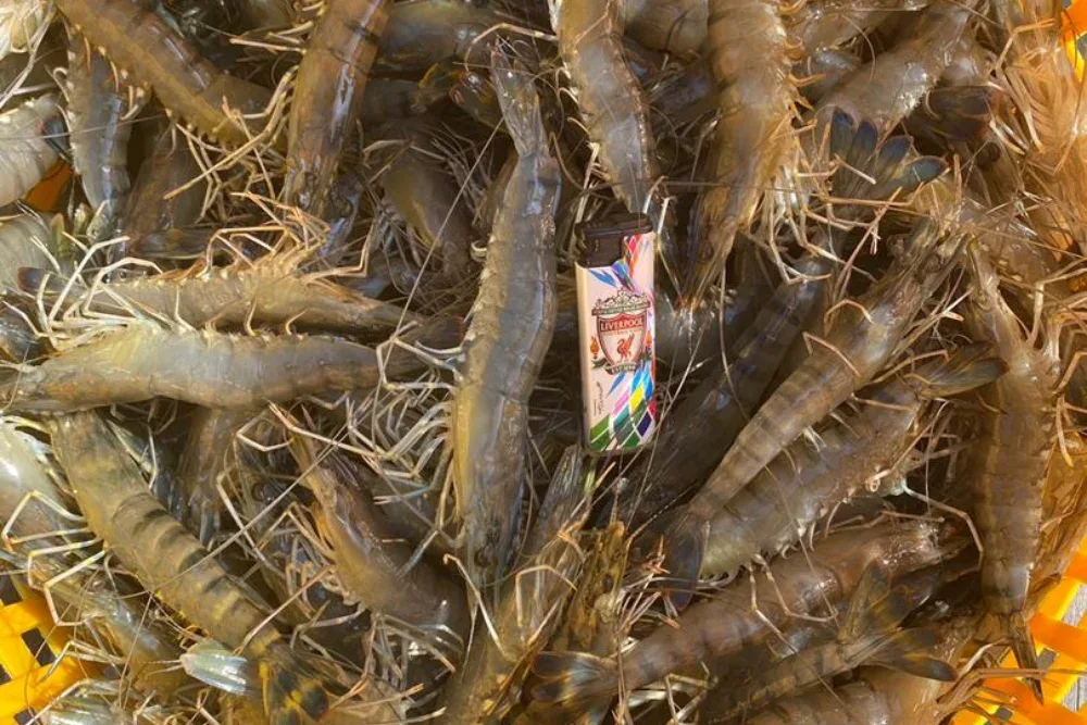 Udang hidup saiz umpan di Kolam Udang Rompin